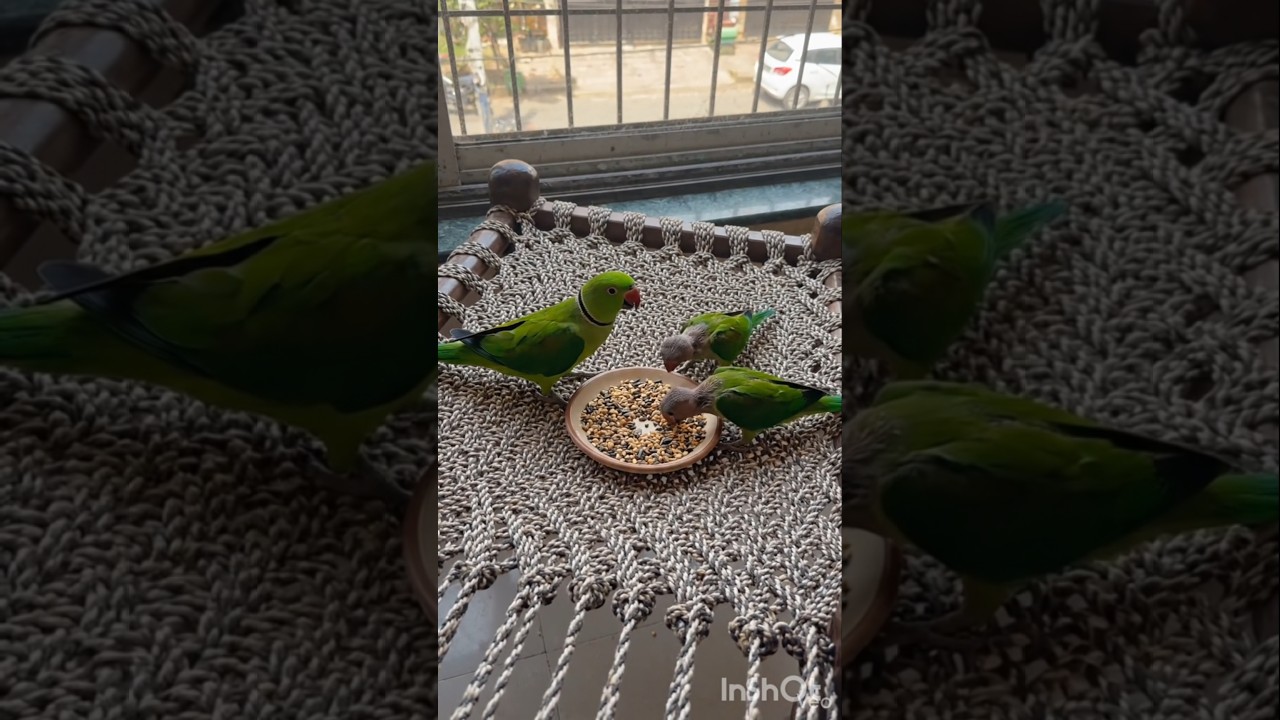 Parrot 🦜 Sound 