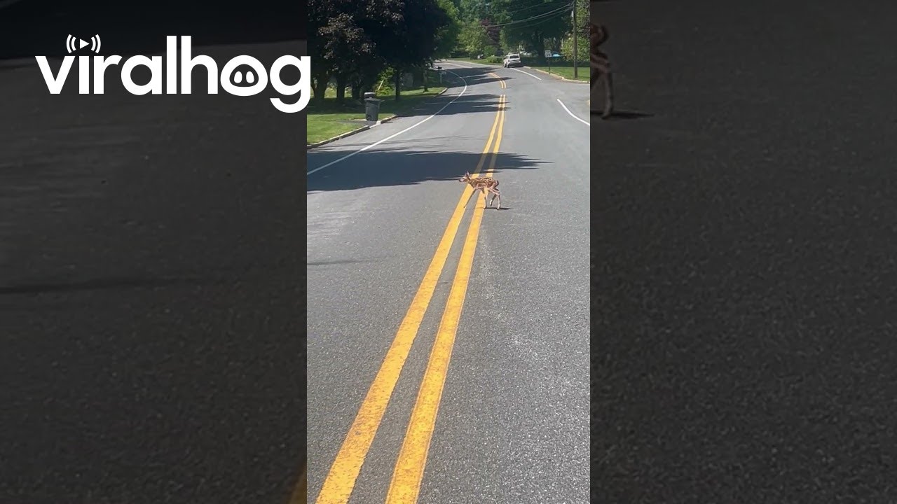 Helping A Baby Deer Cross The Road || ViralHog - YouTube