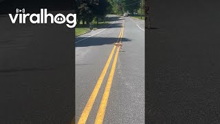 Helping A Baby Deer Cross The Road || ViralHog