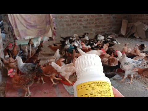 الحل النهائي للقضاء على الزريقه والفاش وجميع حشرات الطيور