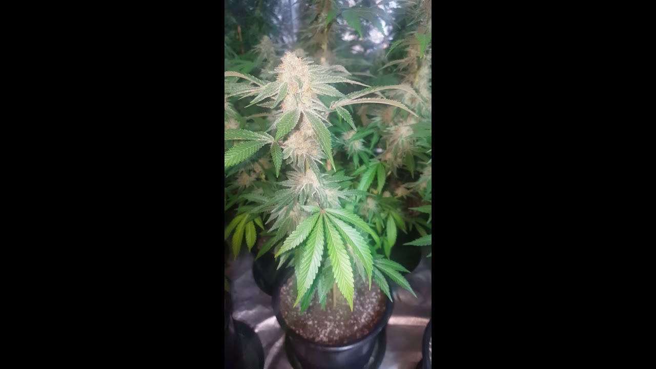 45th day flower cannabis