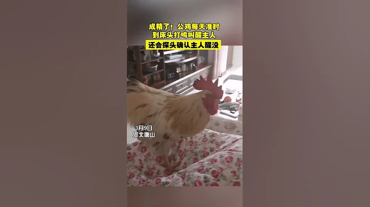 成精了！公鸡每天准时到床头打鸣叫醒主人。还会探头确认主人醒没 - 天天要闻