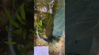 #aquarium #fishkeepinghobby #pets #vlog #planetaquarium #exoticaquariumfish #planetaquarium #aquariu