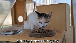A mother cat has appeared. A mother cat who is wary of a kitten! by 매탈남 60,142 views 2 weeks ago 16 minutes