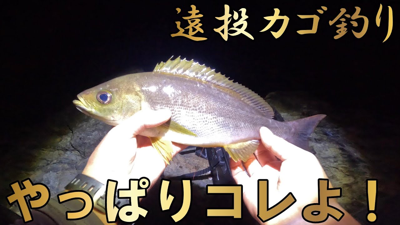 【カゴ釣り】真夏のイサギを狙って釣り堪能する、、、その為に俺は来た！【イサギ】