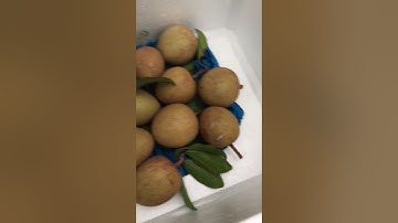 Cách giấm hồng xiêm bằng nhang an toàn,đơn giản