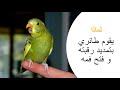 لماذا يقوم طائر البادجي بتمديد رقبته لماذا يقوم طائر البادجي بتمديد رقبته