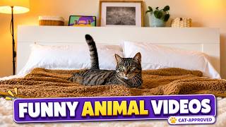 Funny & Cute Animal Moments That Will Make You Smile