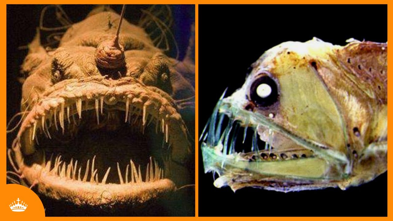 DIEPZEE VISSEN DIE JE NIET TEGEN WILT KOMEN 😱🐟 - Top 5