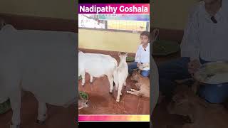 Mini cows  cute animals trending farming youtube @PunganurCowsGoshala