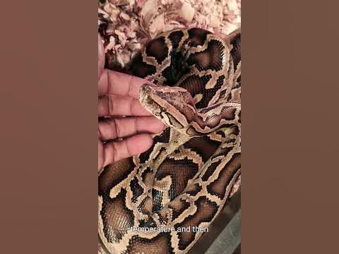 BURMESE Python handling tips and tricks #care #reptiles #snake - YouTube