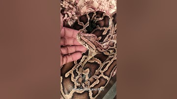 BURMESE Python handling tips and tricks #care #reptiles #snake