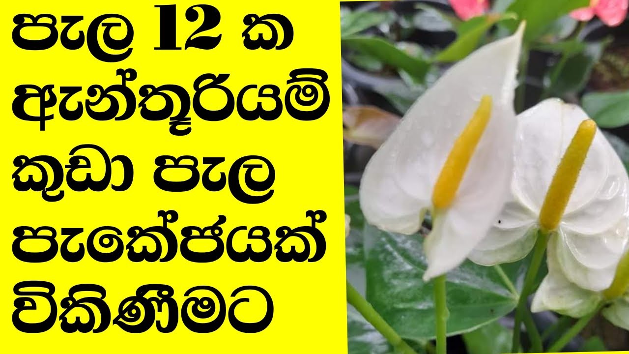 Anthurium anthurium wagawa sinhala anthurium warga anthurium