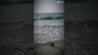 Персидский залив. Красота в глазах. Чудо природы. #sea #river #dubai #travel