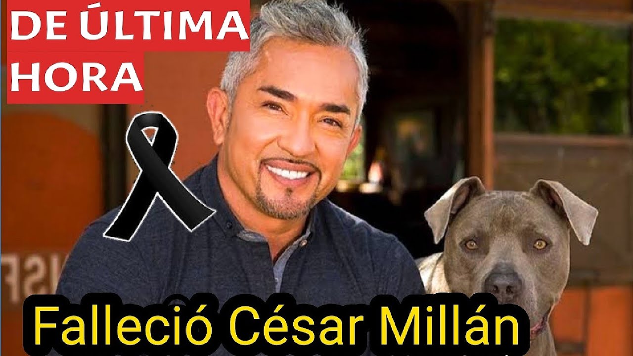 El Encantador De Perros Cesar Millan Youtube www.youtube.com