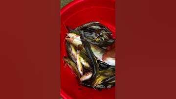 đi câu cá vàng ở trong suối nước chảy câu được mấy con cá chạch vở cải lương #fishing #happybirthday