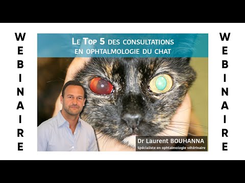 Vidéo: Maladies Oculaires Chez Le Chat: Photos Des Symptômes, Diagnostic Et Traitement (y Compris à La Maison), Recommandations Des Vétérinaires
