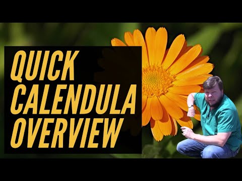 Video: Calendula