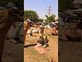 camel🐫🐫🐫 ke kam chak karo janab kase moo khol raha ha yaha par#foryou #cow #funny #comedymove