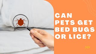 Veterinary Professional Answers: Can Pets get Lice or Bed Bugs?
