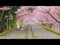 【WEB動画】2018年 春 「王道」篇 （日帰りプラン）そうだ 京都、行こう。