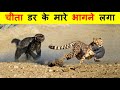 HONEY BADGER को देखते ही सब भागने क्यों लगते हैं ? Why does everyone run away on seeing HONEY BADGER