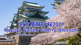 名古屋城の桜21 Nagoya Castle Cherry Blossom Youtube