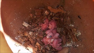 cleaning budgie nest box