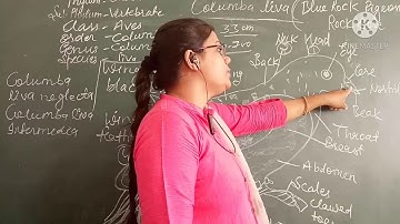 Columba livia (PIGEON)