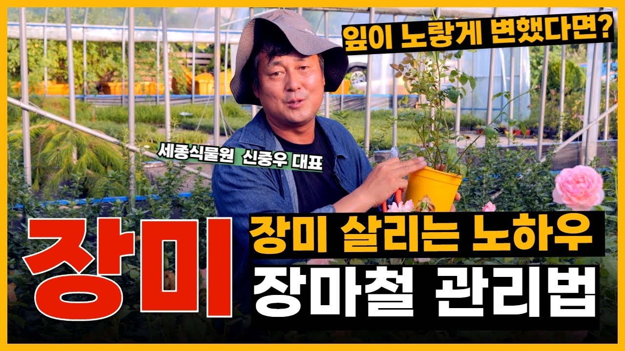 장미 장마철 관리법 장미 살리는 노하우! 장미 잎이 노랗게 변했다면? #장미 #장미뿌리 #장미키우기 / 세종식물원