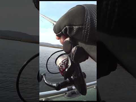 Щука осенью на воблер Min-Now #fishing #pike #рыбалка #волга #shorts #tiktok