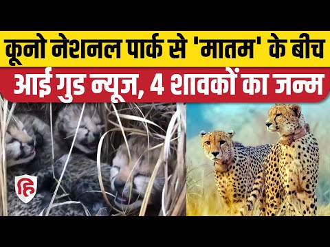 Good News: Cheetah ने चार शावकों को दिया जन्म | Cheetah cubs born in Kuno National Park | Video