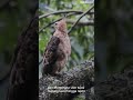 🔥 Garuda Langit Indonesia! Fakta Gahar Burung Elang Jawa yang Langka 🦅#animals #fyp #viral #vidio