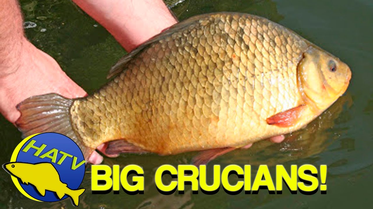 BIG CRUCIAN FISHING with Duncan Charman - Hampshire Angling TV Production 