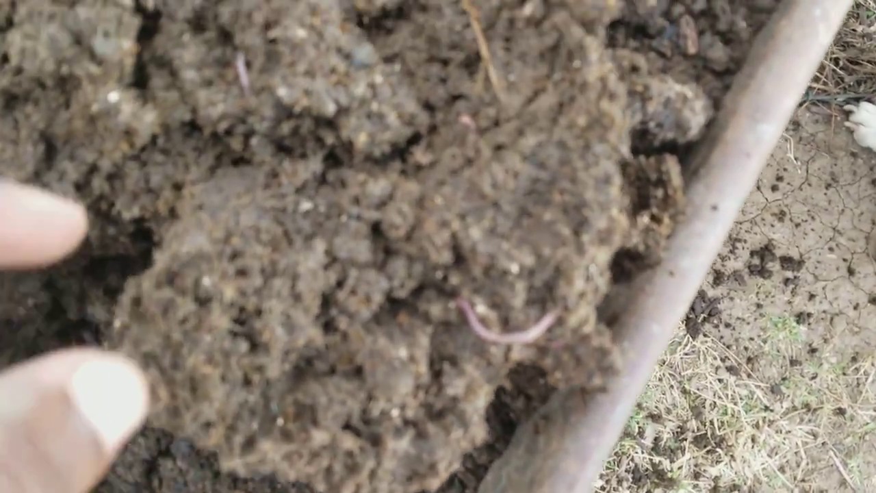 Compost, worms and final bed preparation in the raised beds. YouTube