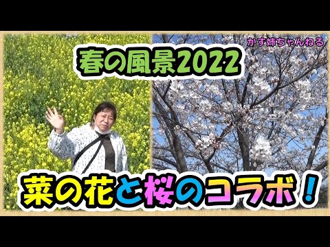 春の風景2022！菜の花と桜のコラボがキレイでした！【かず姉ちゃんねる】