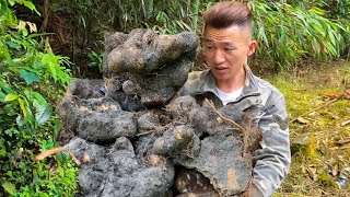 阿峰发现巨大山药根，附着野生蚂蚁窝还有石头挡道，挖下去让人震惊！