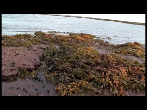 Seaweed Secrets - Prince Edward Island, Canada