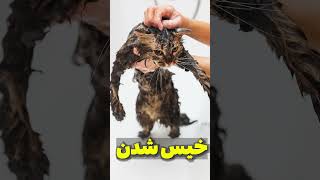 چهار چیزی که باعث میشه گربه از شما بدش بیاد!  #shorts