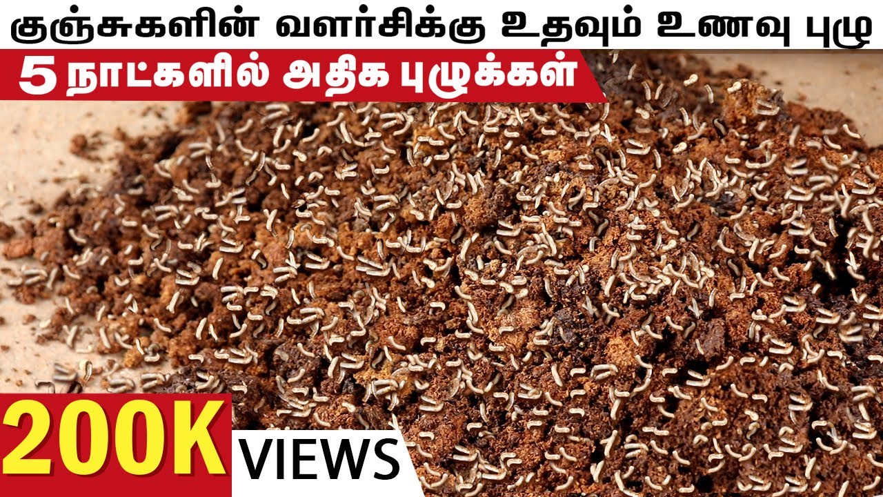 எளிய முறையில் உணவு புழு உற்பத்தி செய்வது எப்படி? | Growing maggots for chickens | SV Farm