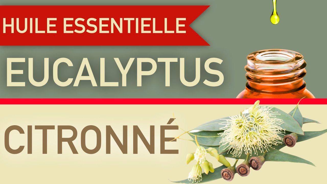 Huile essentielle d'Eucalyptus Citronné : comment l'utiliser