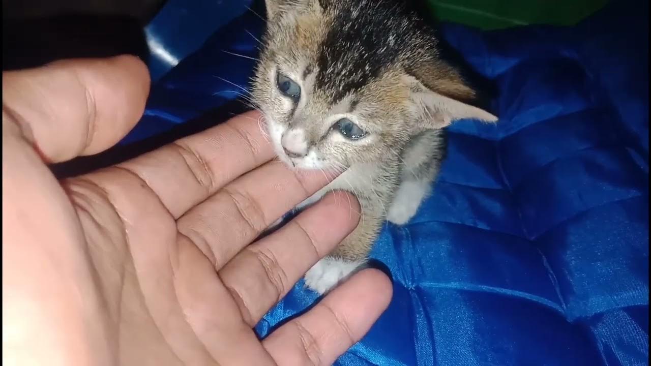 Abandoned Kitten, Abandoned by Mother Tell us How to Take Care of it