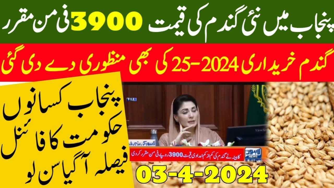 wheat support price in punjab pakistan 2024 | gandam ka rate 2024 ...
