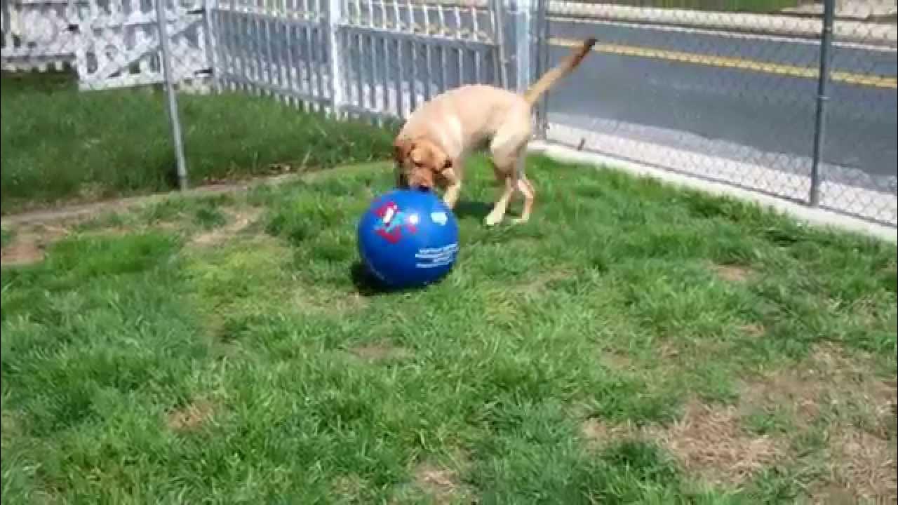 Dog Playing with Large Ball YouTube