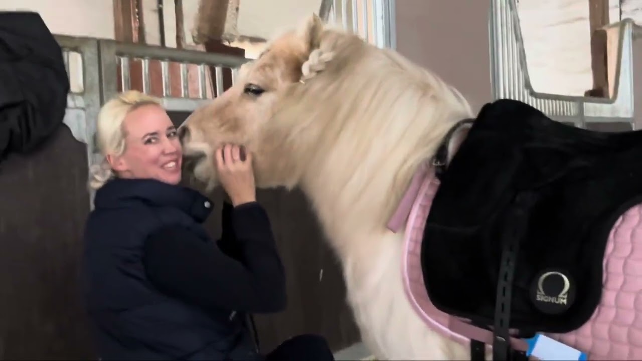Clea mit Aslan im Training und kleines Hallo der Jungpferde Teddy und Cookie 