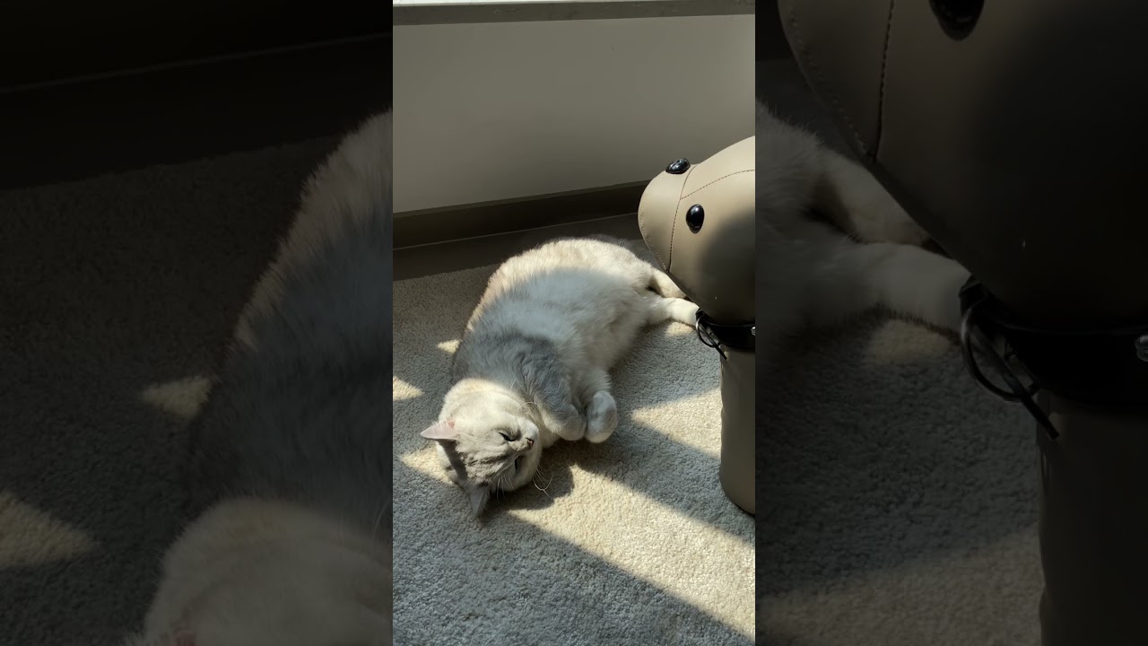 纯音乐｜喵咪睡眠学习陪伴（非静止画面）