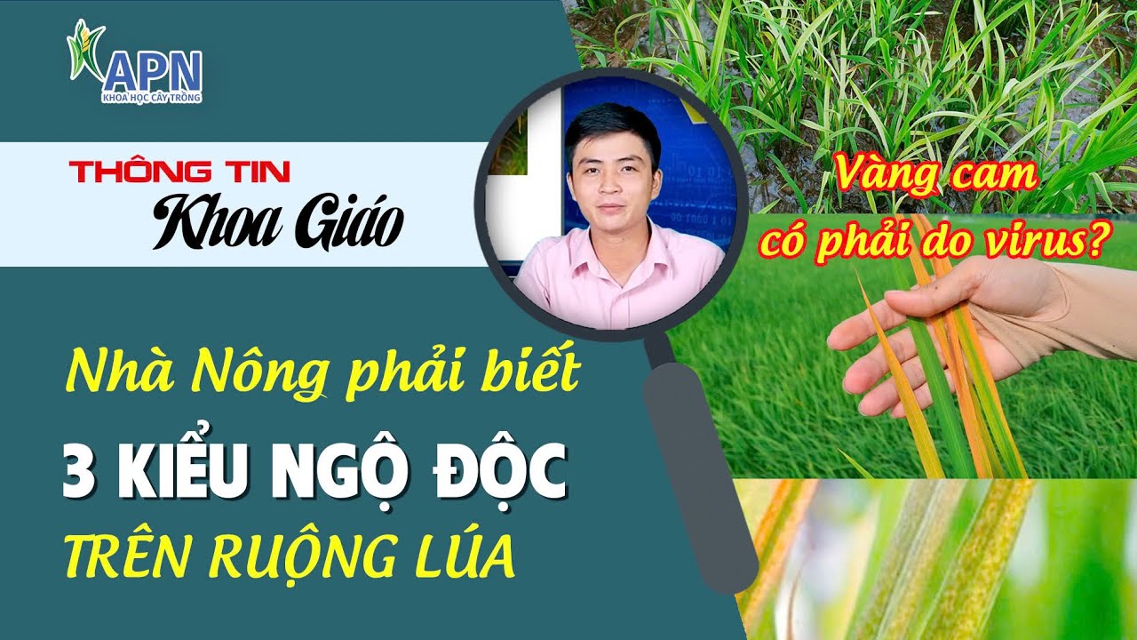 APN - NHÀ NÔNG PHẢI BIẾT VÀ XỬ LÝ HIỆU QUẢ 3 KIỂU NGỘ ĐỘC TRÊN RUỘNG LÚA