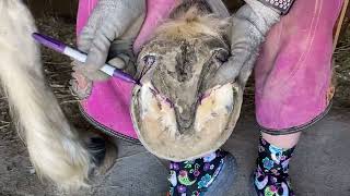 Horse Hoof Trimming Heel Slippering Alternative Technique