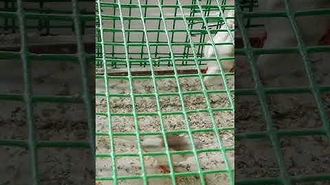 zebra finch small cage #shorts #YouTubeshorts #YouTube #parakeet #YouTubeIndia #viralvideo #birds
