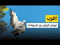 أغرب عروض تزاوج الحيوانات مش هتصدق اللي هتشوفه أغرب عروض تزاوج الحيوانات مش هتصدق اللي هتشوفه